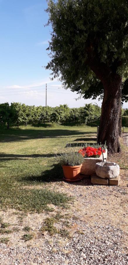 Agriturismo Vitae Fabbrico 외부 사진